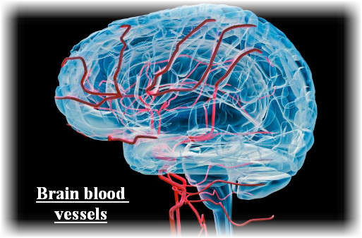 سيربروماب كبسولات لعلاج الأوعية الدموية الدماغية دواعي الاستعمال والآثار الجانبية